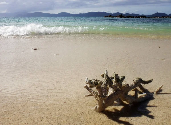 Coral Beach, Doini Island, Papua Yeni Giunea bir parça.