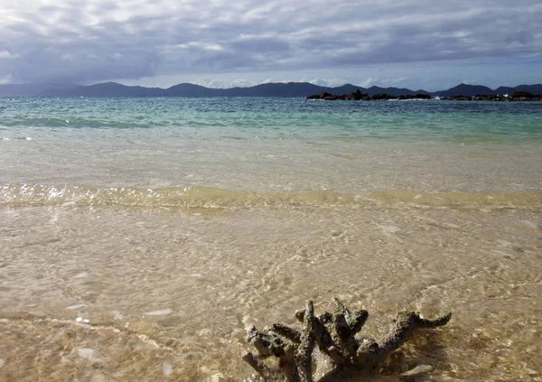 Coral Beach, Doini Island, Papua Yeni Giunea bir parça.