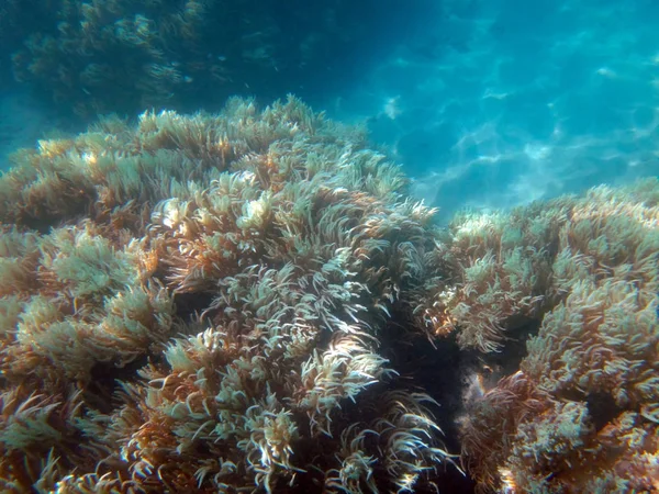 Vida marina de la isla Doini, Papúa Nueva Guinea . — Foto de Stock