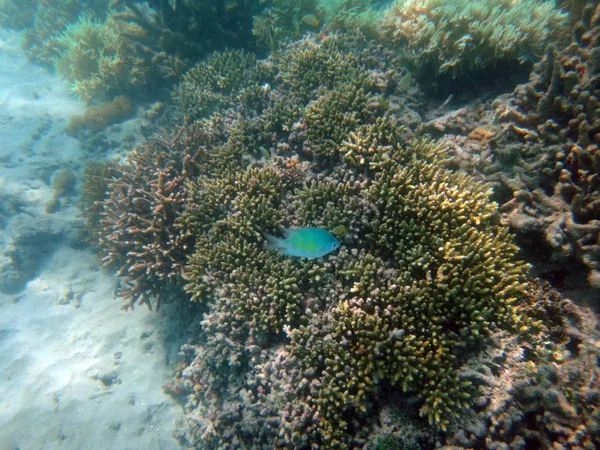 Sealife Ilha Doini Papua Nova Guiné — Fotografia de Stock