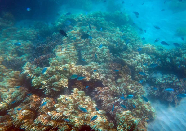 Sealife Île Doini Papouasie Nouvelle Guinée — Photo