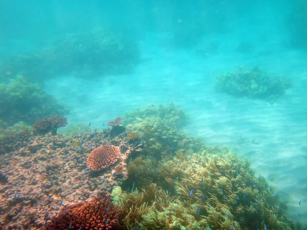 Sealife Von Doini Island Papua New Guinea — Stockfoto