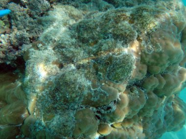 SeaLife şampanya Bay, Espiritu Santo, Vanuatu