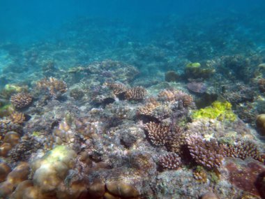SeaLife şampanya Bay, Espiritu Santo, Vanuatu