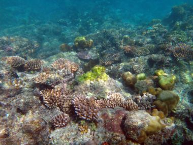 SeaLife şampanya Bay, Espiritu Santo, Vanuatu