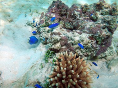 SeaLife şampanya Bay, Espiritu Santo, Vanuatu