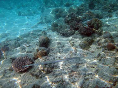 SeaLife şampanya Bay, Espiritu Santo, Vanuatu