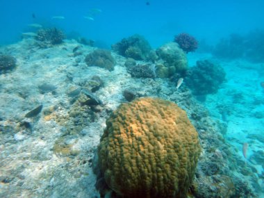 SeaLife şampanya Bay, Espiritu Santo, Vanuatu