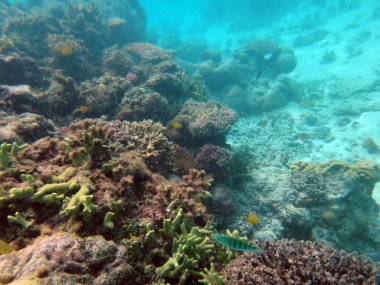 SeaLife şampanya Bay, Espiritu Santo, Vanuatu