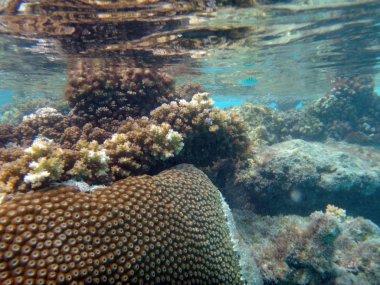 SeaLife şampanya Bay, Espiritu Santo, Vanuatu