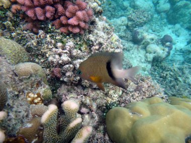 SeaLife şampanya Bay, Espiritu Santo, Vanuatu