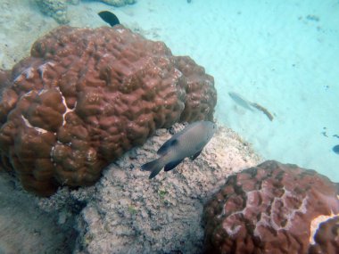 SeaLife şampanya Bay, Espiritu Santo, Vanuatu