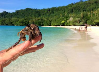 Pavurya bir kabuk, şampanya Bay, Espiritu Santo, Vanu olmadan