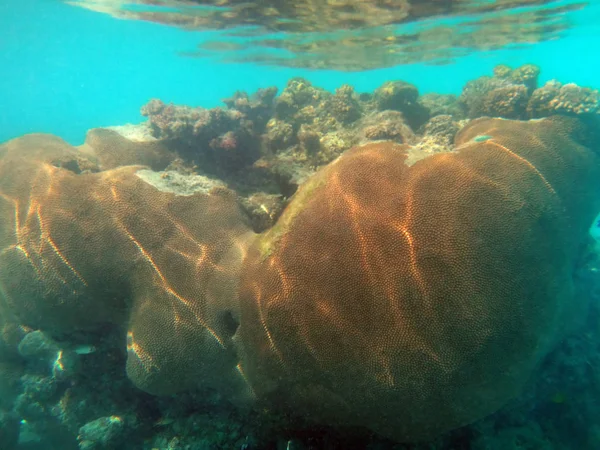 Sealife szampan Ujadać, Espiritu Santo, Vanuatu — Zdjęcie stockowe