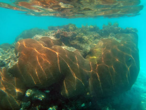 샴페인 베이, 피리 산 토, 바누아투의 Sealife — 스톡 사진