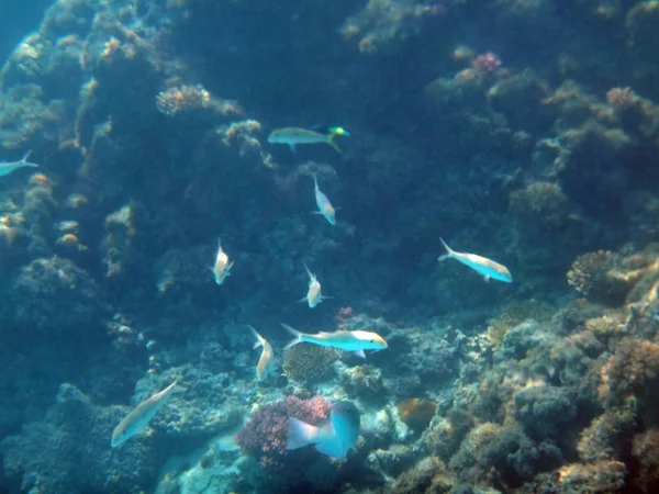 Sealife de Champagne Bay, Espiritu Santo, Vanuatu — Fotografia de Stock