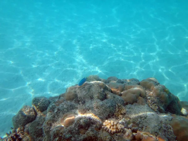 Sealife of Chi Bay, Espiritu Santo, Vanuatu — стоковое фото