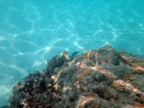 Sealife szampan Ujadać, Espiritu Santo, Vanuatu — Zdjęcie stockowe