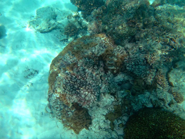 Sealife de Champagne Bay, Espiritu Santo, Vanuatu — Fotografia de Stock