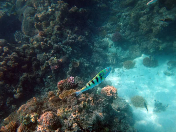 Sealife of Champagne Bay, Espiritu Santo, Vanuatu — Stock Photo, Image