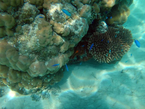 シャンパン湾、エスピリトゥサント島、バヌアツのシーライフ — ストック写真