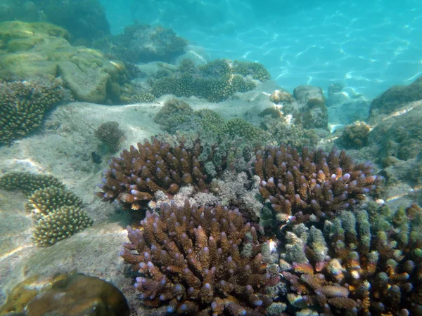 SeaLife de Champagne Bahía, Espiritu Santo, Vanuatu — Foto de Stock