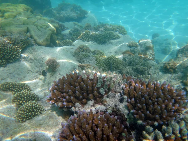 SeaLife de Champagne Bahía, Espiritu Santo, Vanuatu — Foto de Stock