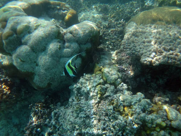 Sealife of Champagne Bay, Espiritu Santo, Vanuatu — Stock Photo, Image