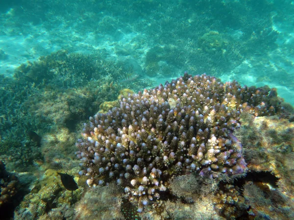SeaLife de Champagne Bahía, Espiritu Santo, Vanuatu — Foto de Stock