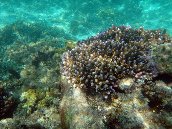 Sealife de Champagne Bay, Espiritu Santo, Vanuatu — Fotografia de Stock