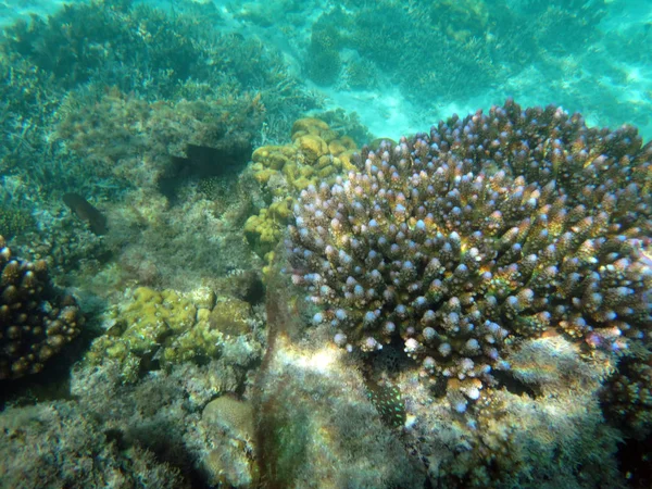 Sealife Champagne Bay, Espiritu Santo, Vanuatu — Stock fotografie