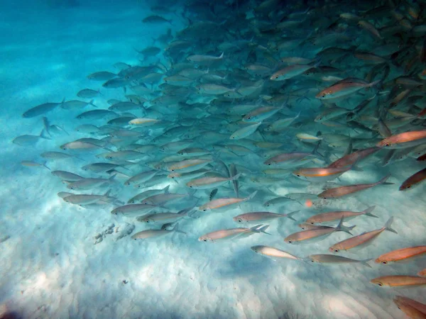 Sealife of Chi Bay, Espiritu Santo, Vanuatu — стоковое фото