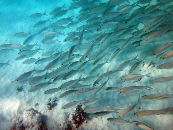 Sealife of Champagne Bay, Espiritu Santo, Vanuatu