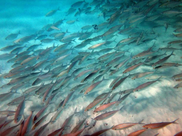 Sealife of Chi Bay, Espiritu Santo, Vanuatu — стоковое фото