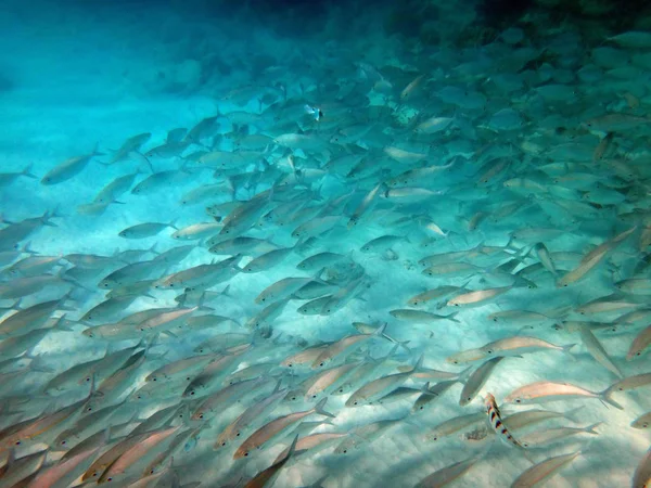 Sealife of Chi Bay, Espiritu Santo, Vanuatu — стоковое фото