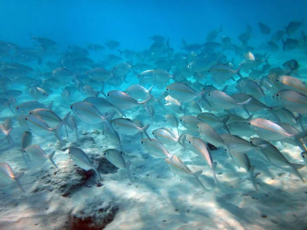 Sealife of Chi Bay, Espiritu Santo, Vanuatu — стоковое фото