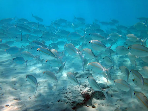 Sealife der Champagnerbucht, espiritu santo, vanuatu — Stockfoto