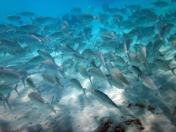 Sealife of Chi Bay, Espiritu Santo, Vanuatu — стоковое фото