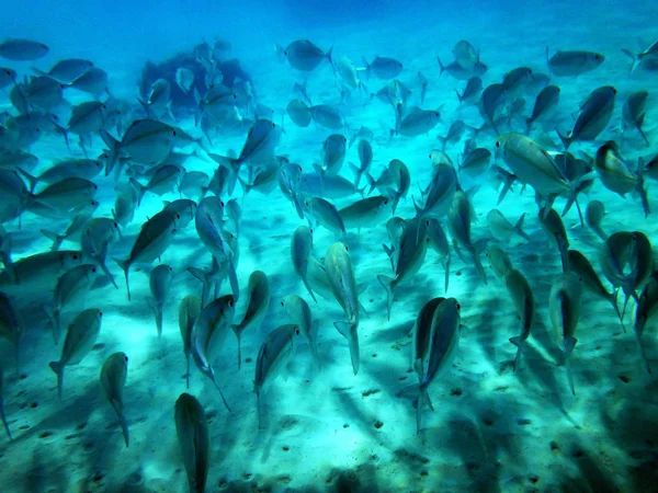 Sealife of Chi Bay, Espiritu Santo, Vanuatu — стоковое фото