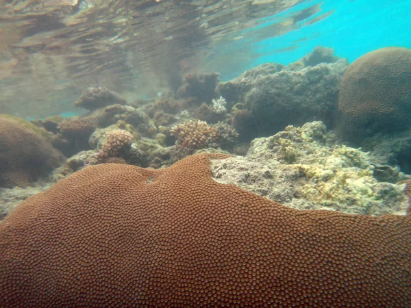 Sealife of Champagne Bay, Espiritu Santo, Vanuatu — Stock Photo, Image
