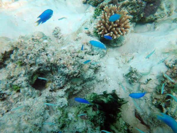 シャンパン湾、エスピリトゥサント島、バヌアツのシーライフ — ストック写真