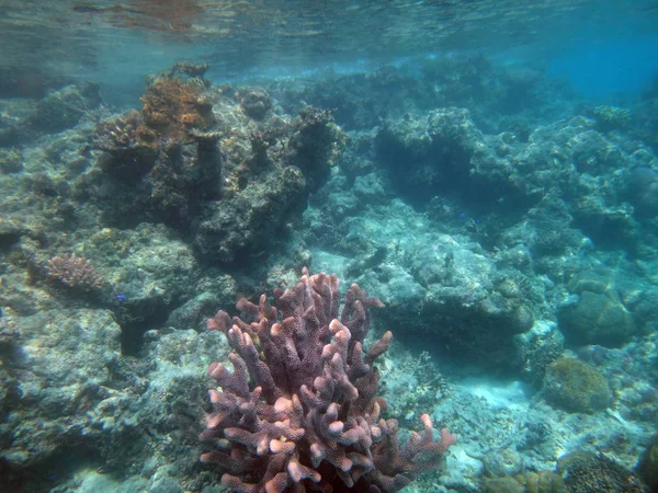 SeaLife de Champagne Bahía, Espiritu Santo, Vanuatu — Foto de Stock