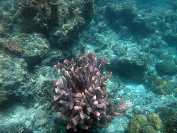 Sealife of Champagne Bay, Espiritu Santo, Vanuatu — Stock Photo, Image