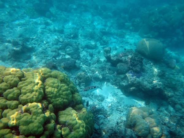 Sealife de Champagne Bay, Espiritu Santo, Vanuatu — Fotografia de Stock