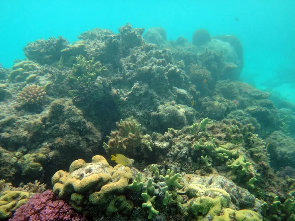 Sealife Champagne Bay, Espiritu Santo, Vanuatu — Stock fotografie