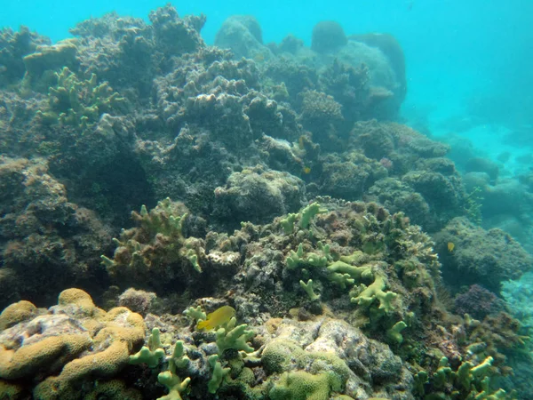 SeaLife de Champagne Bahía, Espiritu Santo, Vanuatu — Foto de Stock