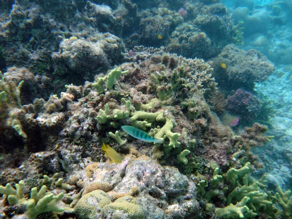 Sealife of Champagne Bay, Espiritu Santo, Vanuatu — Stock Photo, Image