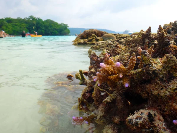 Sealife σαμπάνια στον κόλπο, Espiritu Santo, Βανουάτου — Φωτογραφία Αρχείου