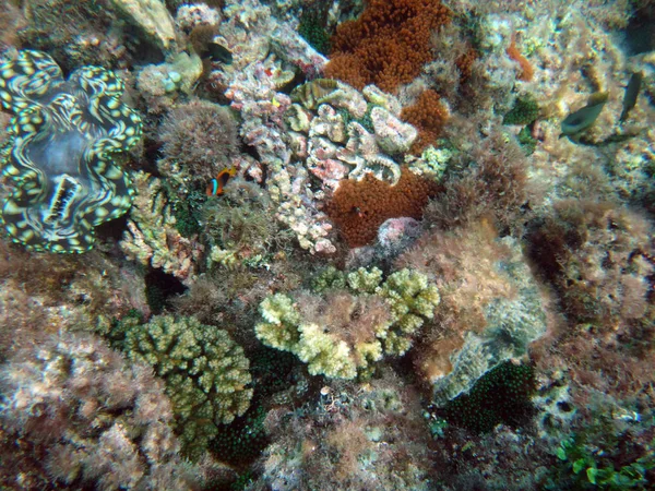 Sealife of Chi Bay, Espiritu Santo, Vanuatu — стоковое фото