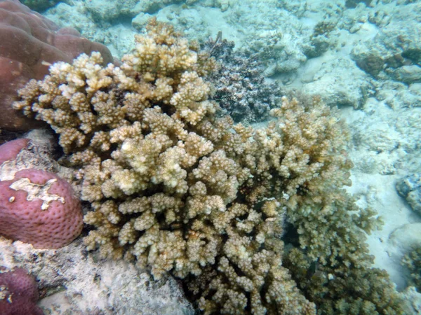 Sealife Champagne Bay, Espiritu Santo, Vanuatu — Stock fotografie